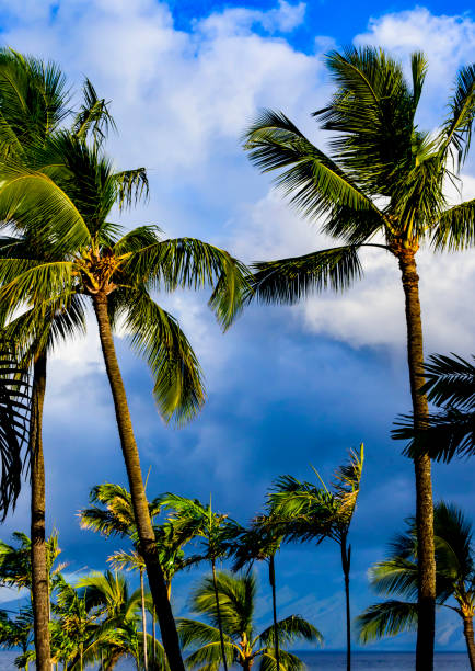 istock Beautiful Maui scene with palm trees in the foreground. 1455101995