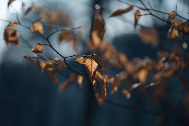 Leaves on the tree. Sunshine in forest. Close shoot. Cracov in Poland. No people