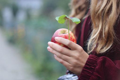 Female hand holding red apple and good luck leaf, four leaf clover plant, Iron Cross. Beautiful Long female fingers, fingernails. Long blond hair, burgundy lacket. Blurred background. Copy space