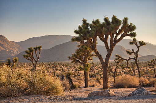 This is a color photograph of a flowering Joshua tree in the Mojave Desert at the national park in California during springtime.