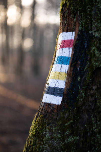 istock Trail signs painted on the tree in forest 1455103583