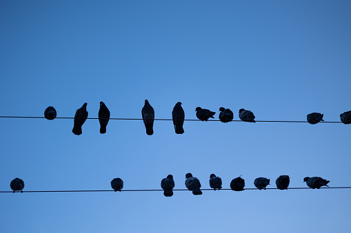 Pigeons on the high-voltage line