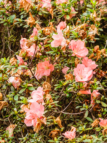 Flowers of Satsuki azalea (binomial name: Rhododendron 'Wakaebisu'), also known as Wakaebisu azalea, a dense evergreen shrub, in an ornamental garden in spring. Selective focus.