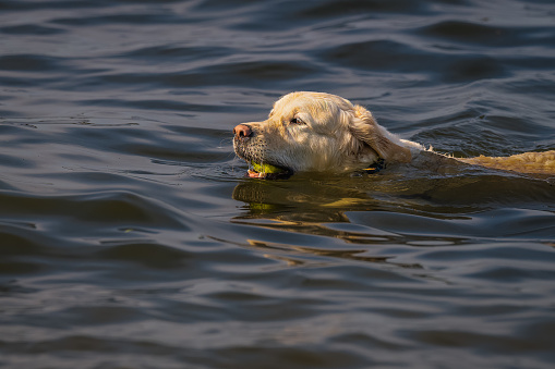 A GOLDEN RETRIEVER SWIMMING IN A LAKE WITH A TENNIS BALL IN ITS MOUTH ON MERCER ISLAND WASHINGTON