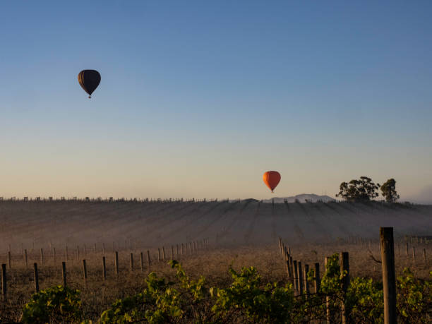 istock Hot air balloons over vineyards at sunrise 1455105142
