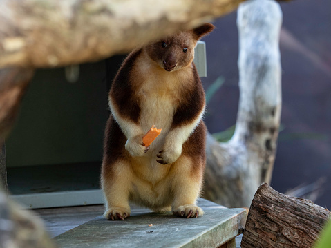 Cheeky tree-kangaroo looking out from behind a branch
