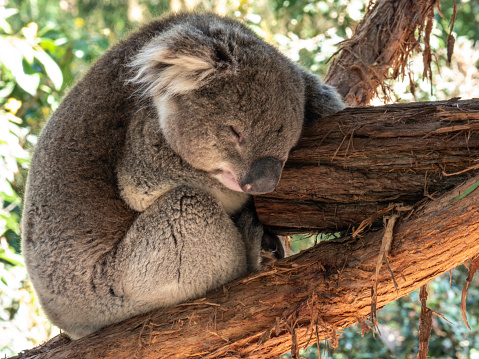Koala sleeping in tree trunk