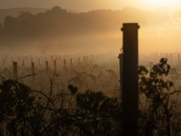 istock Early morning among the grape vines 1455105710