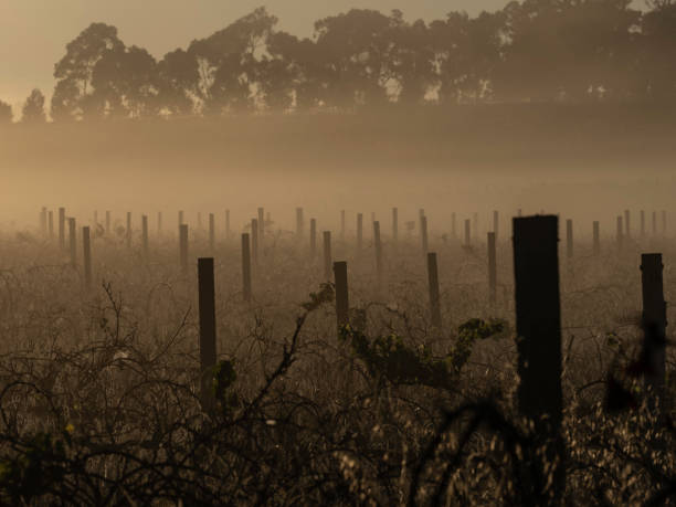 istock Early morning among the grape vines 1455105712