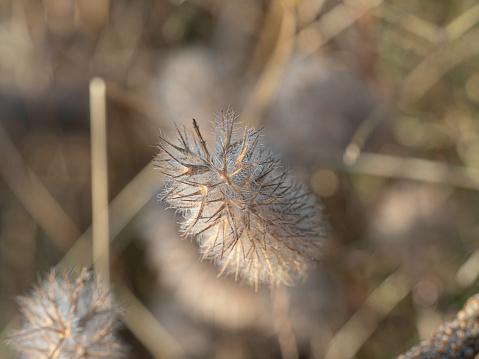 Close up of dried fluffy grass