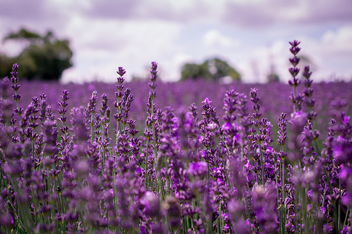 Rows of lavender growing in a field in the Somerset countryside,England