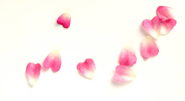 istock heart-shaped pink rose petals on white background. 1455105970