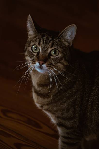 istock Portrait of a tabby cat 1455106004
