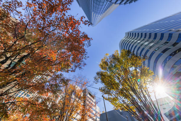 istock Buildings in Tokyo with beautiful sunlight 1455107069