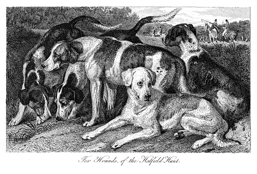 Foxhounds Dog - illustration engraving 1853