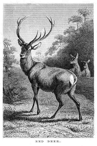 Red deer - illustration engraving 1853