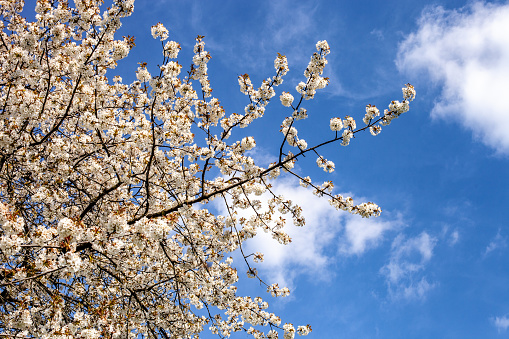 Branch with cherry blossoms against the blue sky