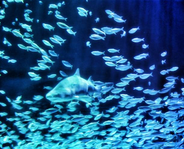 istock Shark Swimming Through a School of Fish 1455109031