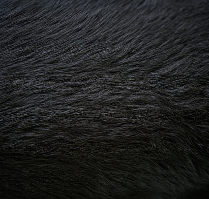 Long black fur of a dog. Faux fur fabric. Artificial fur fabric texture, useful as background.