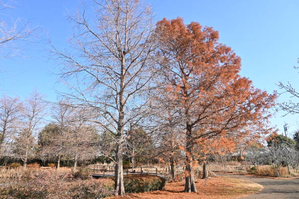istock Bald cypress ( Taxodium distichum ) tree in winter. Leaves and nuts. 1455112721