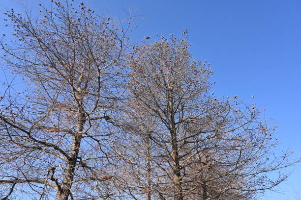 istock Bald cypress ( Taxodium distichum ) tree in winter. Leaves and nuts. 1455112734