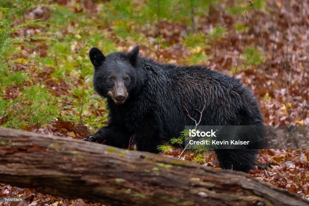 Black bear Great Smoky Mountains National Park  in the eastern United States live in wild, natural surroundings. Ursus americanus. Cades Cove near Gatlinburg Tennessee. American Black Bear Stock Photo