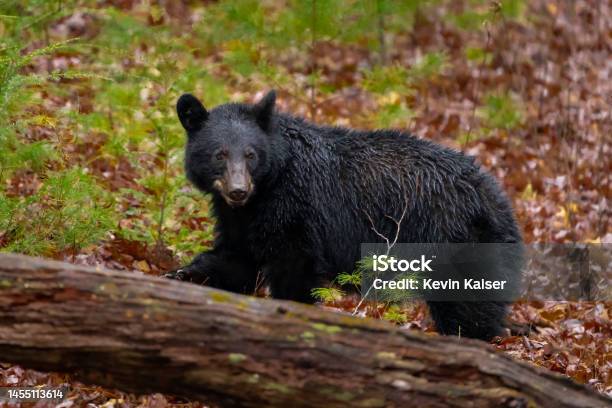Black Bear Great Smoky Mountains National Park In The Eastern United States Live In Wild Natural Surroundings Ursus Americanus Cades Cove Near Gatlinburg Tennessee Stock Photo - Download Image Now