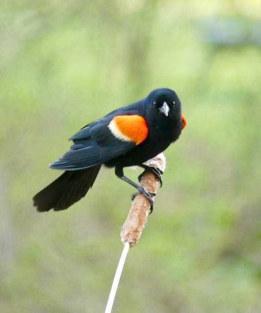 istock Red-Wing Blackbird, Male 1455114413