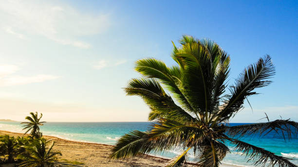 istock Beach on tropical island. Palm trees on ocean coast near beach. 1455114471