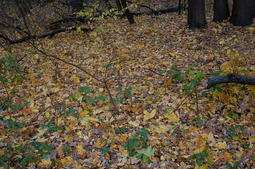 Autumn background: the ground is covered with fallen autumn leaves