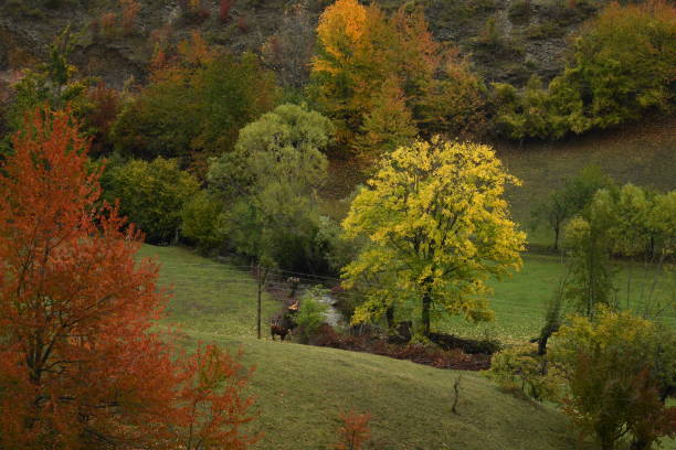 istock Nature in the autumn 1455115671