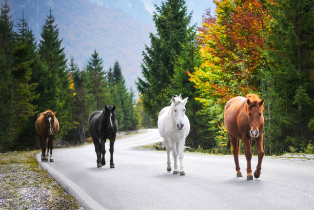 istock Horses in the alley 1455115734