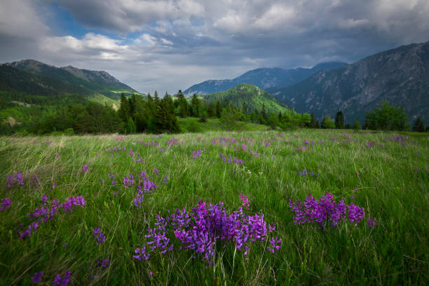 Beautiful nature in Spring