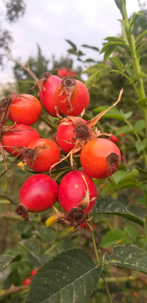 istock ripe red briar fruit on a branch with green leaves 1455117459
