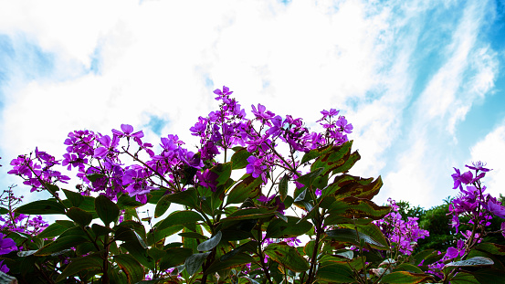 Bougainvillea flower banner.  Buganvilla and bugambilia ornamental plants  against blue sky for  vibrant flowers background for wallpaper or web design.