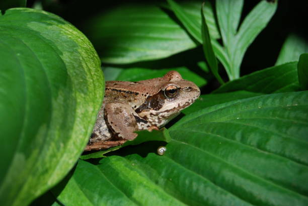 istock A brown frog on a green planr 1455121464