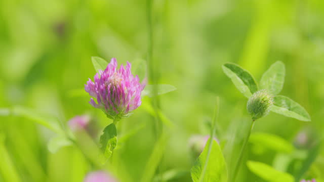 Patricks day concept. Red clover, medicinal and fodder plant with flower. Slow motion.