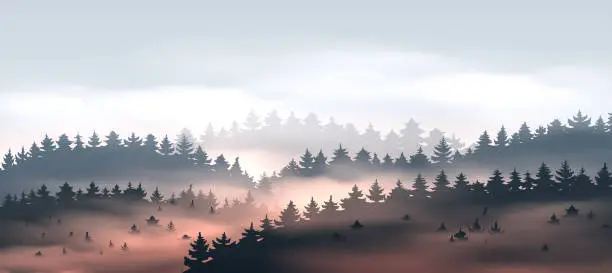 Vector illustration of Beautiful coniferous forest with fog at sunset