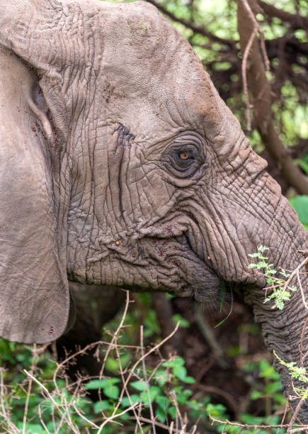 Close-up of African Elephant head in Lake Manyara National Park, Tanzania stock photo