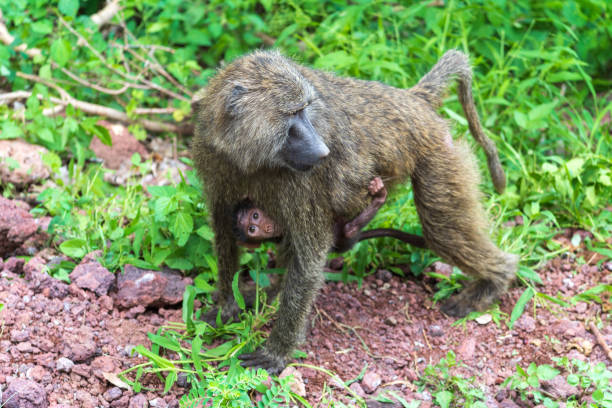 Baboon mother with baby clinging to her looking at camera stock photo