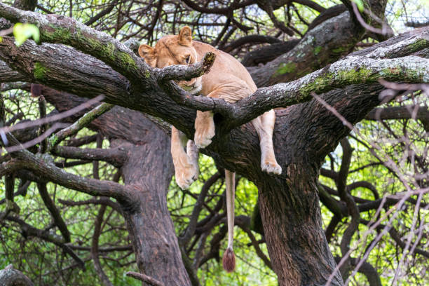Lioness sleeping in tree in Lake Manyara National Park, Tanzania stock photo