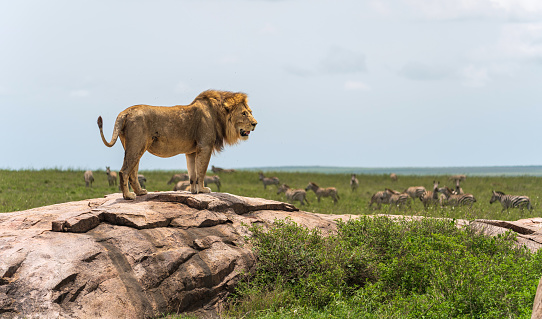 Taken in Tanzania on safari in the Serengeti