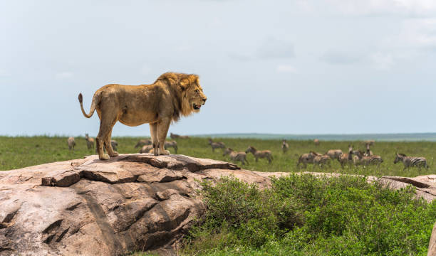 Lion standing on rock with zebras in the background stock photo