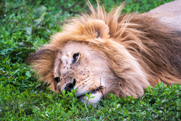 istock Lion lying down on grass with flies bothering 1455127346