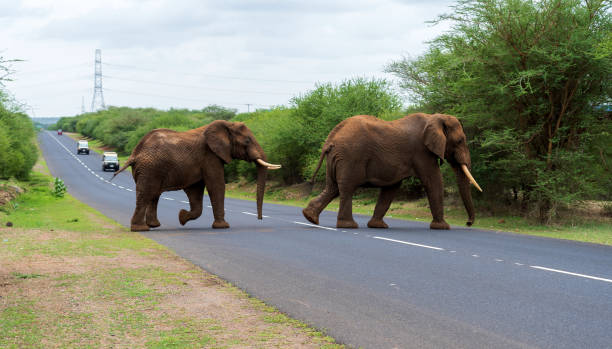 Two Elephants crossing a highway in Tanzania with vehicles in background stock photo