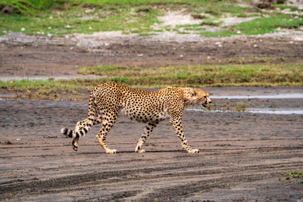 Cheetah walking on muddy ground in Serengeti in Tanzania stock photo