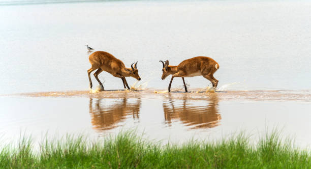 Reedbuck antelopes play fighting in the water in Serengeti in Tanzania stock photo