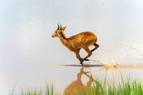 Reedbuck antelope running in the water in Serengeti in Tanzania stock photo
