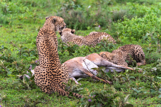 Cheetah family eating antelope after a hunt in Serengeti National Park, Tanzania stock photo