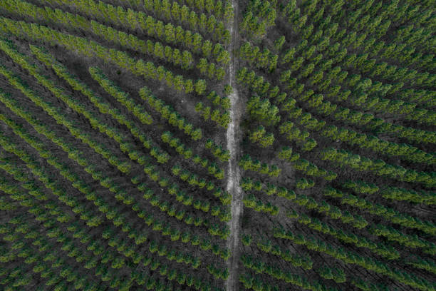 istock View from above of a path, road through pine tree forest 1455131696
